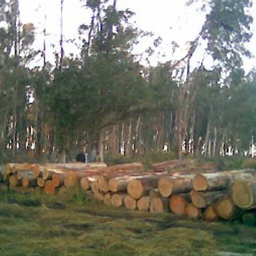 Eucalyptus / Logs