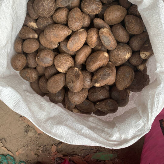 Supplier of Tagua nut Comertia